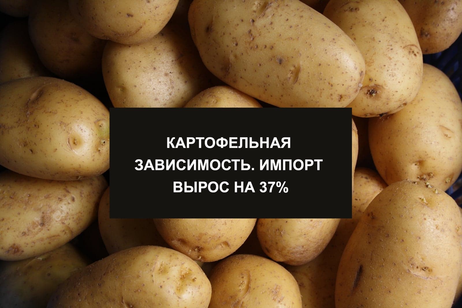 КАРТОФЕЛЬНАЯ ЗАВИСИМОСТЬ. ИМПОРТ ВЫРОС НА 37%