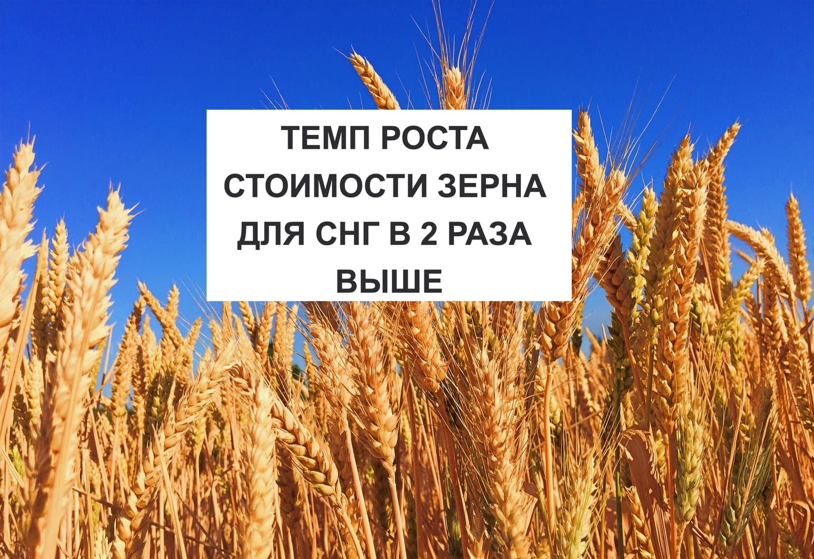 ТЕМП РОСТА СТОИМОСТИ ЗЕРНА ДЛЯ СНГ В 2 РАЗА ВЫШЕ