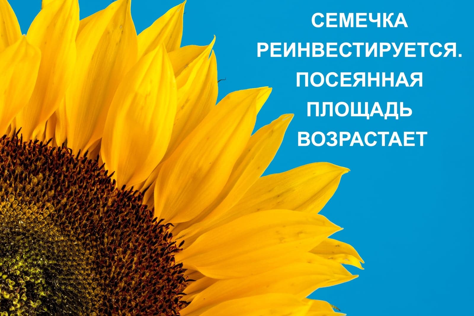СЕМЕЧКА РЕИНВЕСТИРУЕТСЯ. ПОСЕЯННАЯ ПЛОЩАДЬ ВОЗРАСТАЕТ