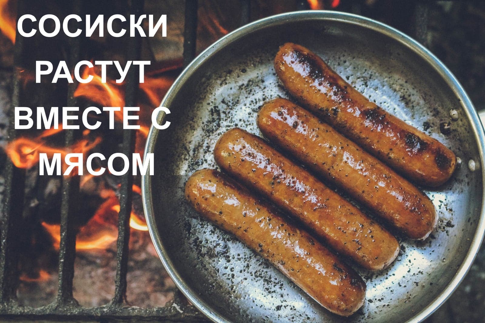 СОСИСКИ РАСТУТ ВМЕСТЕ С МЯСОМ