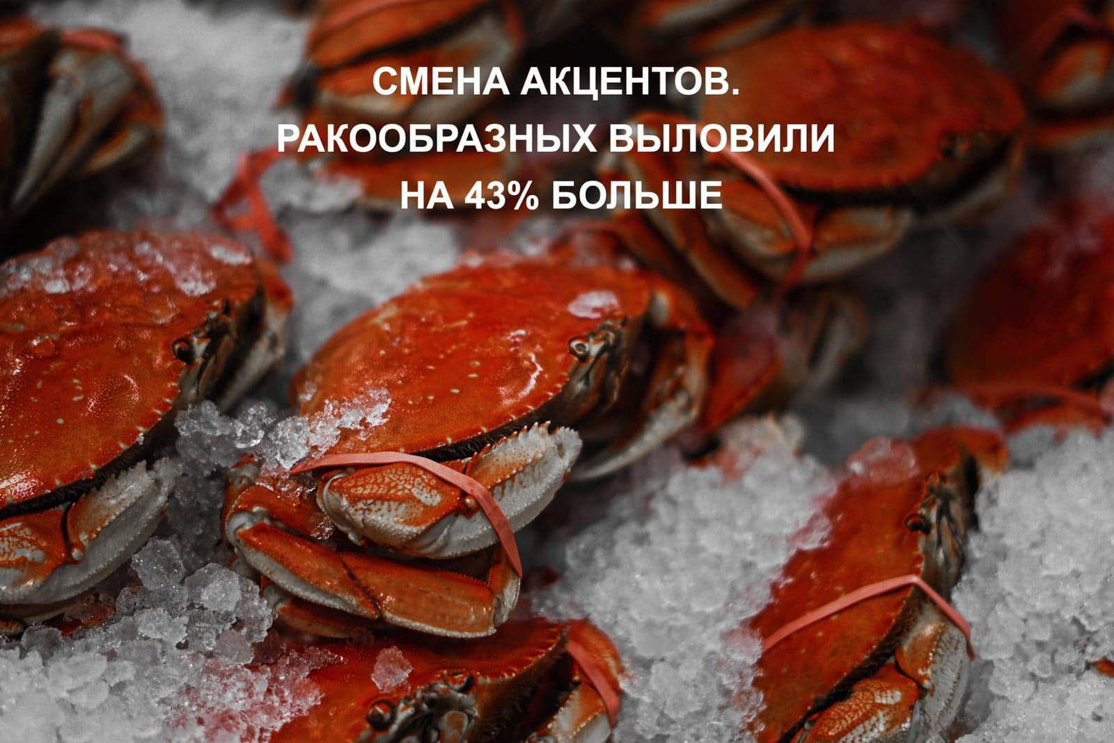 СМЕНА АКЦЕНТОВ. РАКООБРАЗНЫХ ВЫЛОВИЛИ НА 43% БОЛЬШЕ