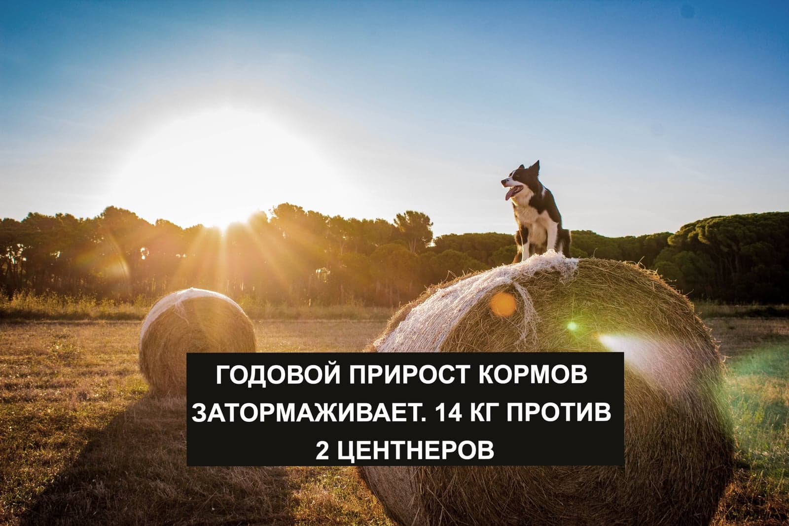 ГОДОВОЙ ПРИРОСТ КОРМОВ ЗАТОРМАЖИВАЕТ. 14 КГ ПРОТИВ 2 ЦЕНТНЕРОВ