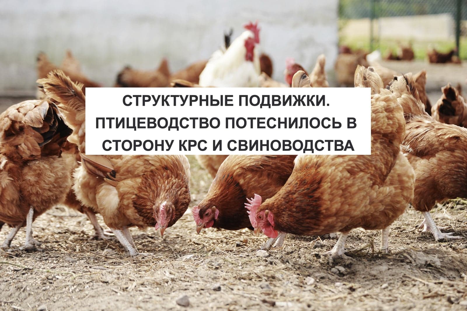 СТРУКТУРНЫЕ ПОДВИЖКИ. ПТИЦЕВОДСТВО ПОТЕСНИЛОСЬ В СТОРОНУ КРС И СВИНОВОДСТВА