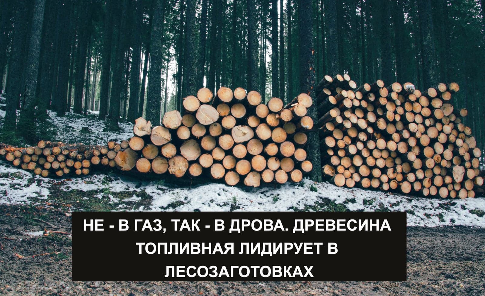 НЕ - В ГАЗ, ТАК - В ДРОВА. ДРЕВЕСИНА ТОПЛИВНАЯ ЛИДИРУЕТ В ЛЕСОЗАГОТОВКАХ