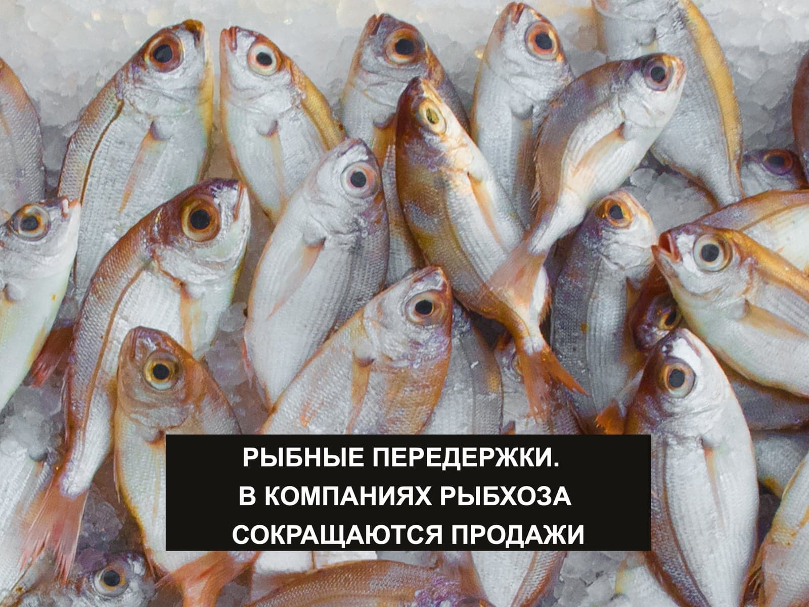 РЫБНЫЕ ПЕРЕДЕРЖКИ. В КОМПАНИЯХ РЫБХОЗА СОКРАЩАЮТСЯ ПРОДАЖИ