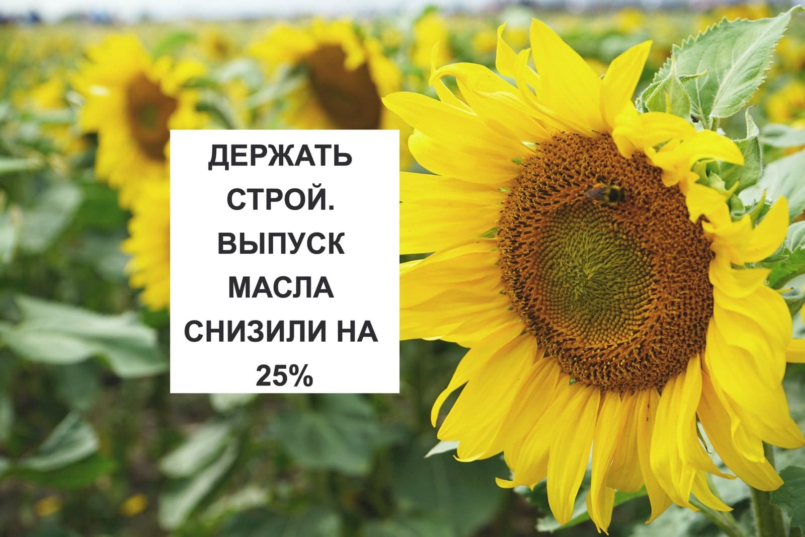 ДЕРЖАТЬ СТРОЙ. ВЫПУСК МАСЛА СНИЗИЛИ НА 25%