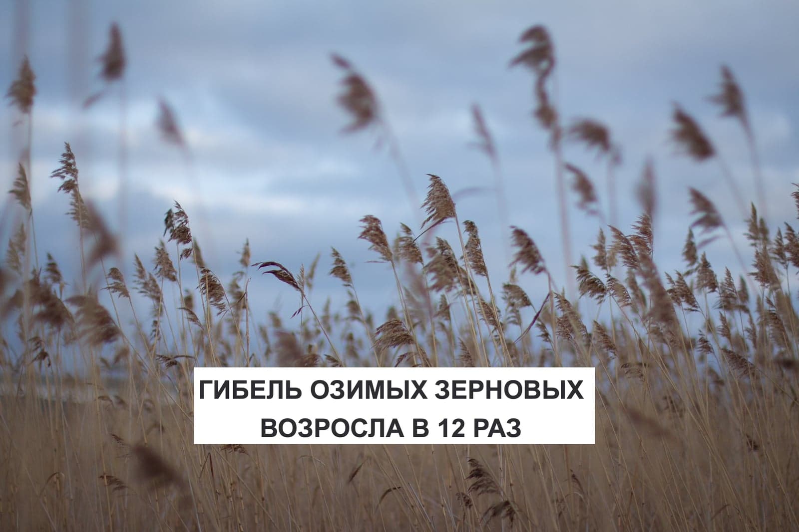 ГИБЕЛЬ ОЗИМЫХ ЗЕРНОВЫХ ВОЗРОСЛА В 12 РАЗ