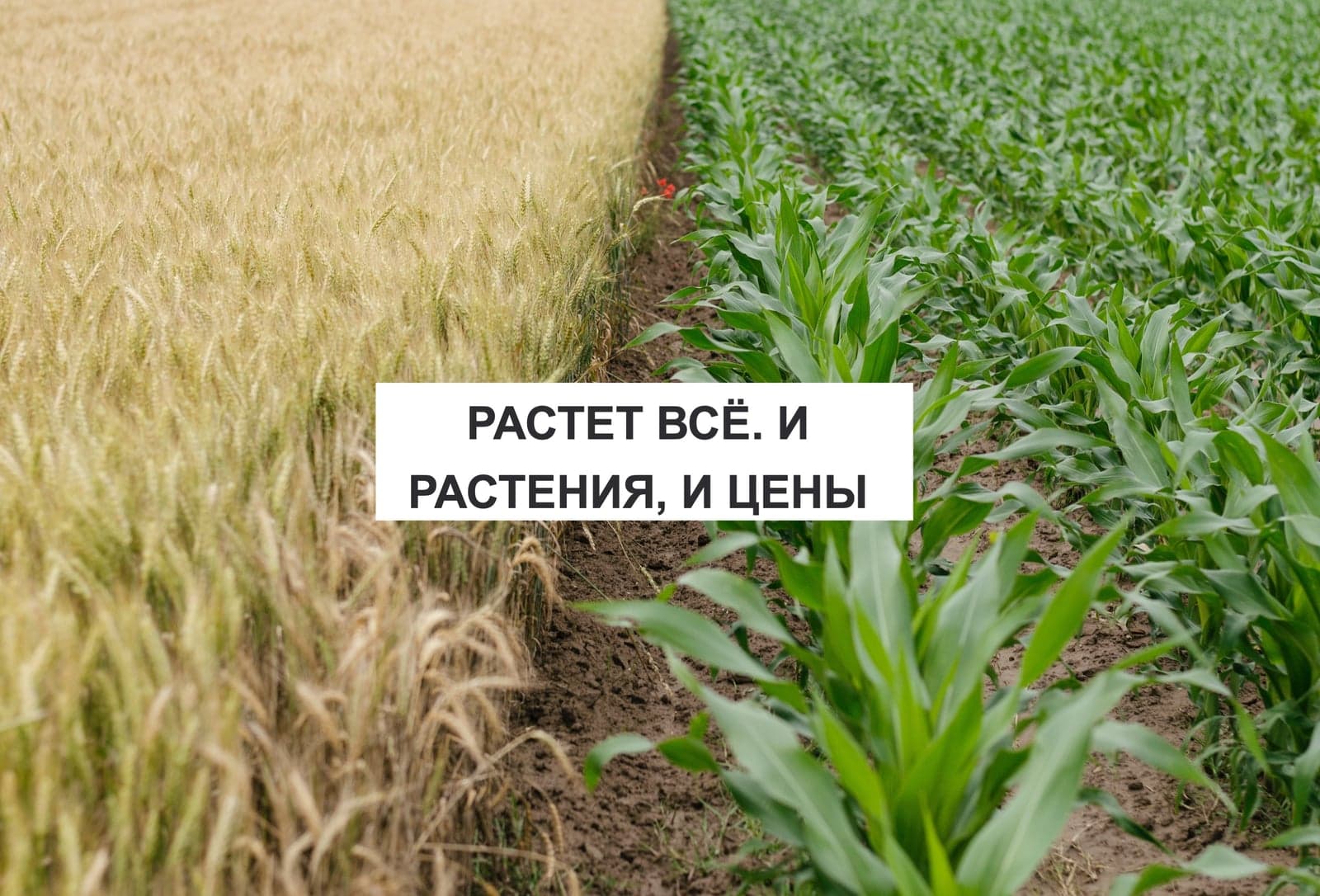 РАСТЕТ ВСЁ. И РАСТЕНИЯ, И ЦЕНЫ