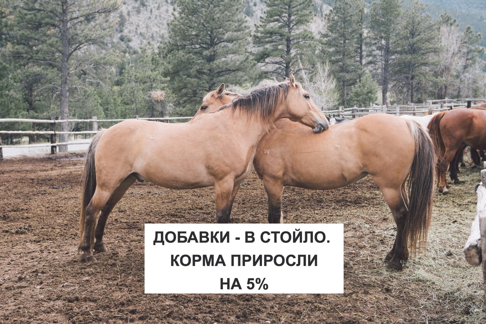 ДОБАВКИ - В СТОЙЛО. КОРМА ПРИРОСЛИ НА 5%