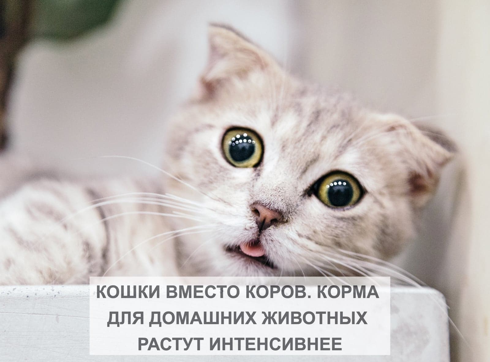 КОШКИ ВМЕСТО КОРОВ. КОРМА ДЛЯ ДОМАШНИХ ЖИВОТНЫХ РАСТУТ ИНТЕНСИВНЕЕ