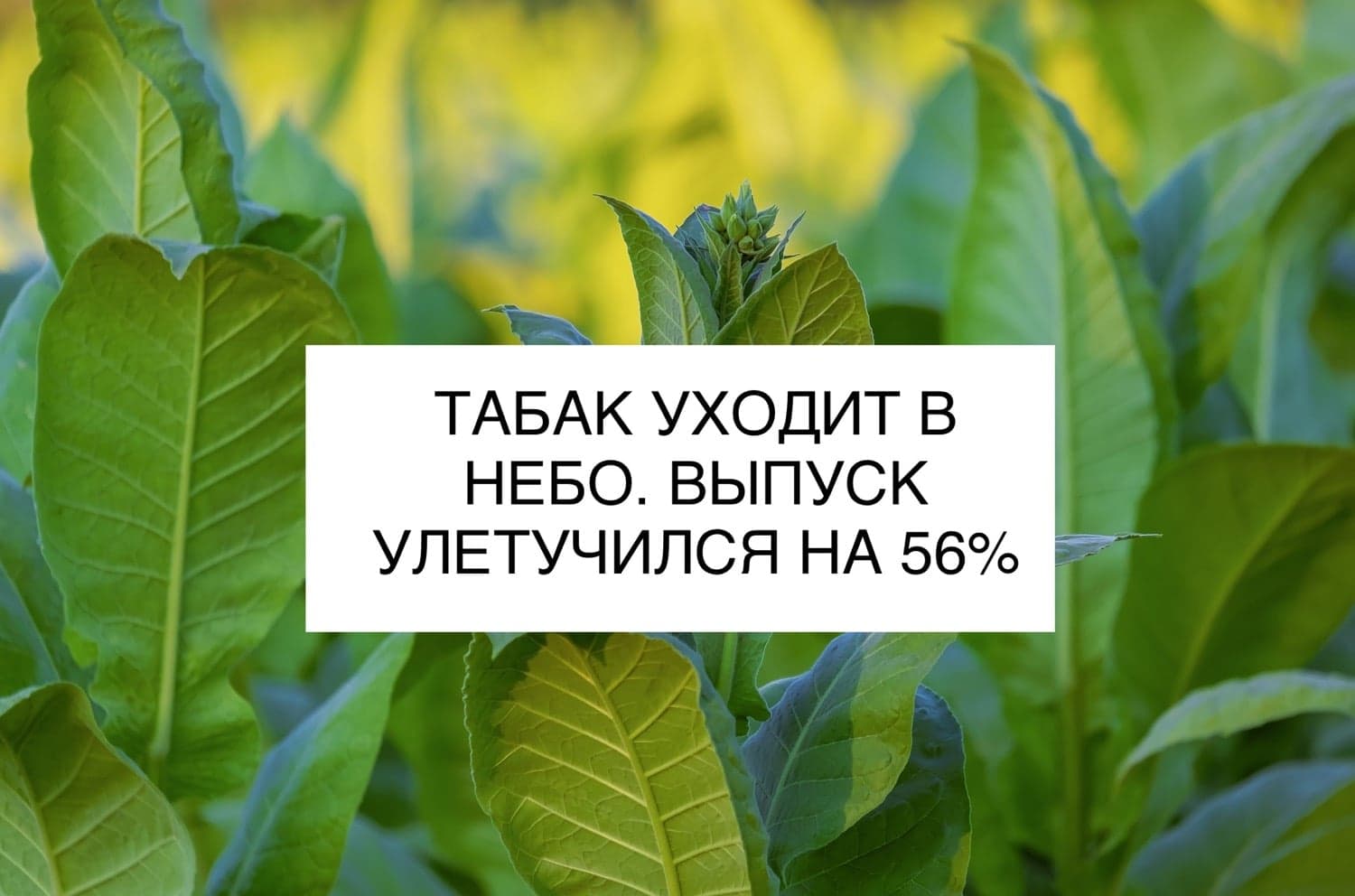 ТАБАК УХОДИТ В НЕБО. ВЫПУСК УЛЕТУЧИЛСЯ НА 56%
