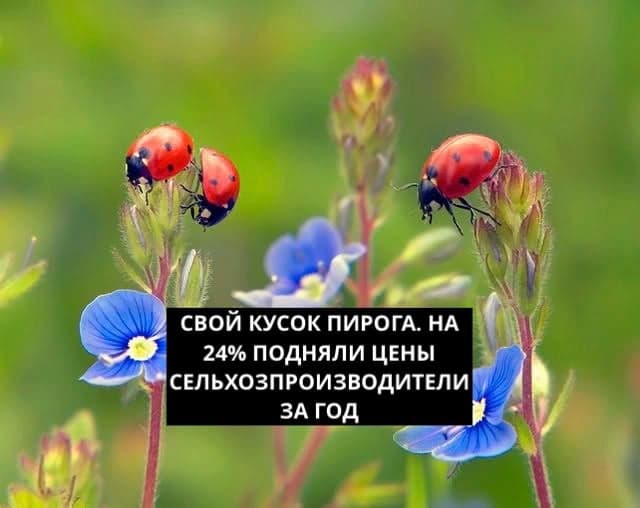 СВОЙ КУСОК ПИРОГА. НА 24% ПОДНЯЛИ ЦЕНЫ СЕЛЬХОЗПРОИЗВОДИТЕЛИ ЗА ГОД