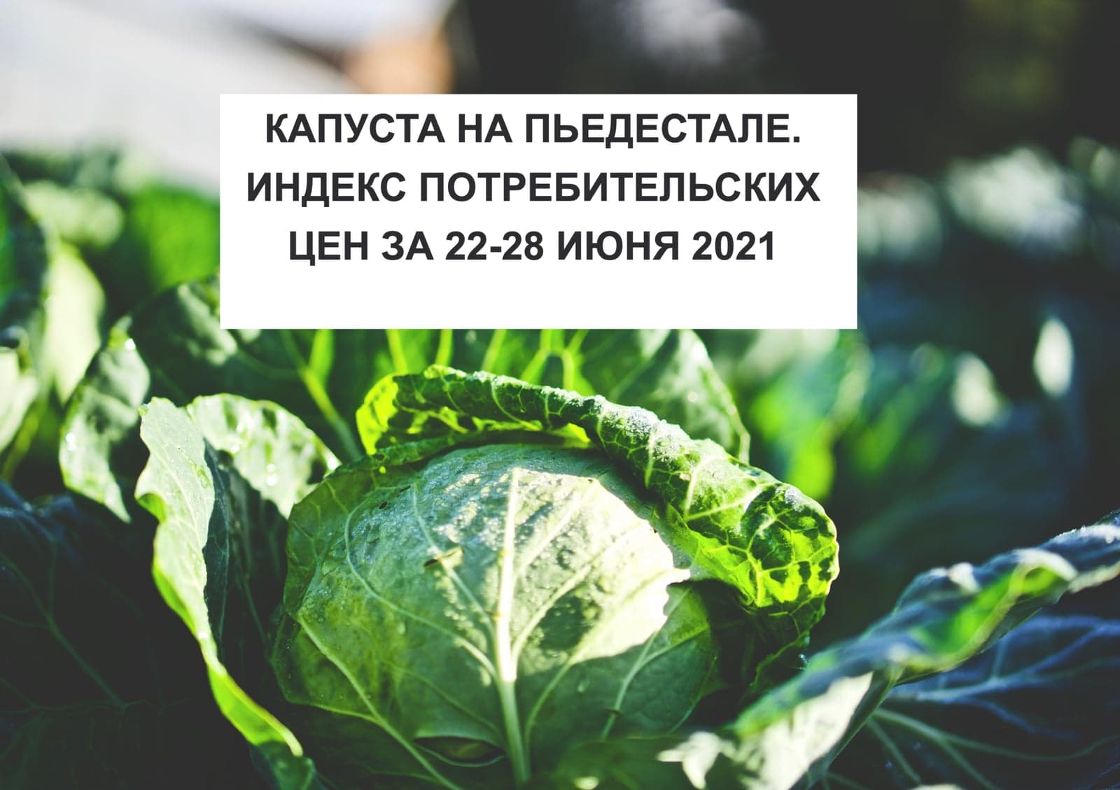 КАПУСТА НА ПЬЕДЕСТАЛЕ. ИНДЕКС ПОТРЕБИТЕЛЬСКИХ ЦЕН ЗА 6-12 ИЮЛЯ 2021