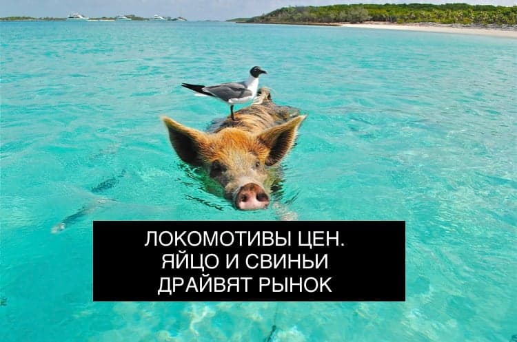 ЛОКОМОТИВЫ ЦЕН. ЯЙЦО И СВИНЬИ ДРАЙВЯТ РЫНОК
