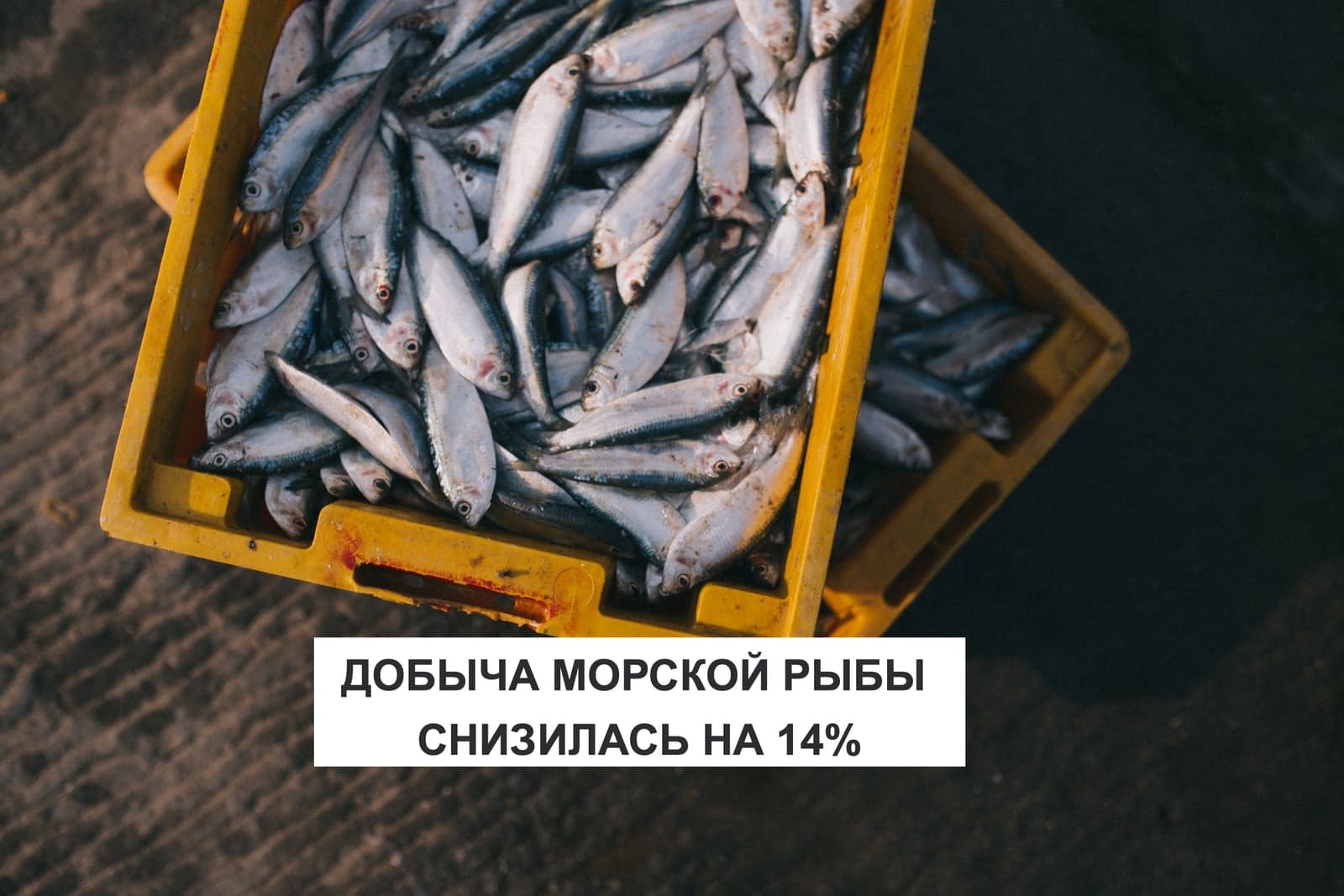 ДОБЫЧА МОРСКОЙ РЫБЫ СНИЗИЛАСЬ НА 14%