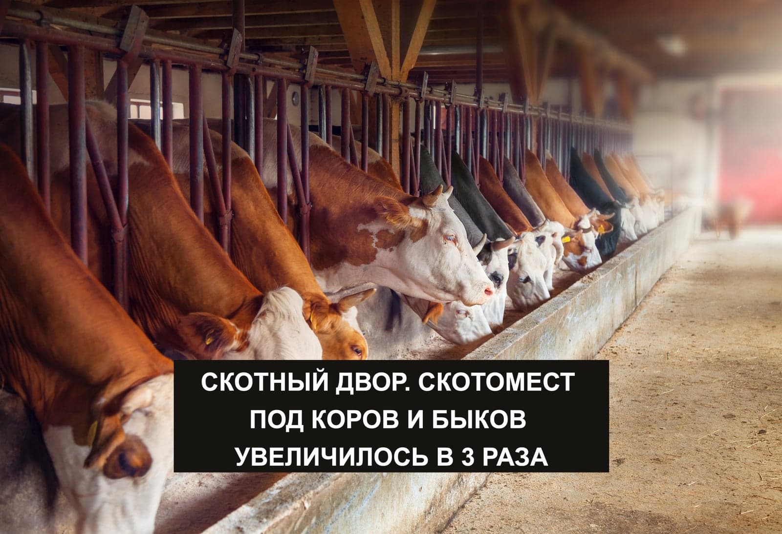 СКОТНЫЙ ДВОР. СКОТОМЕСТ ПОД КОРОВ И БЫКОВ УВЕЛИЧИЛОСЬ В 3 РАЗА