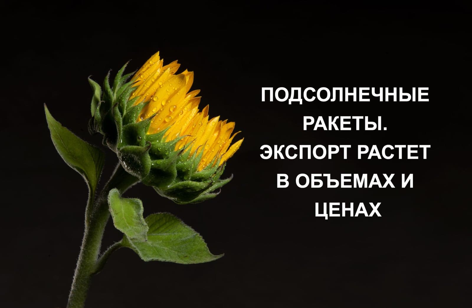 ПОДСОЛНЕЧНЫЕ РАКЕТЫ. ЭКСПОРТ РАСТЕТ В ОБЪЕМАХ И ЦЕНАХ