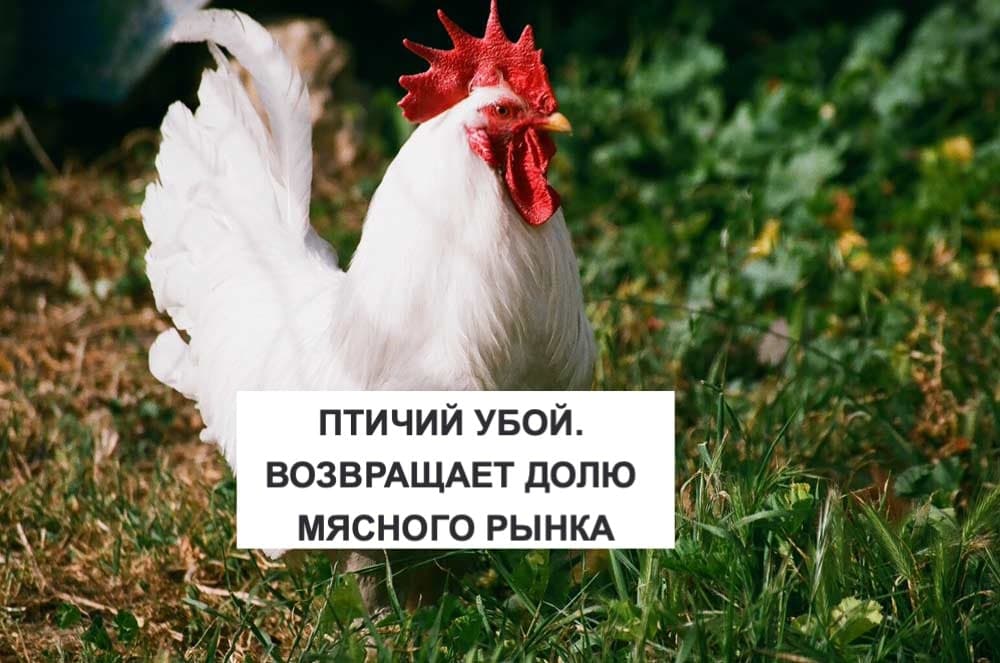 ПТИЧИЙ УБОЙ. ВОЗВРАЩАЕТ ДОЛЮ МЯСНОГО РЫНКА