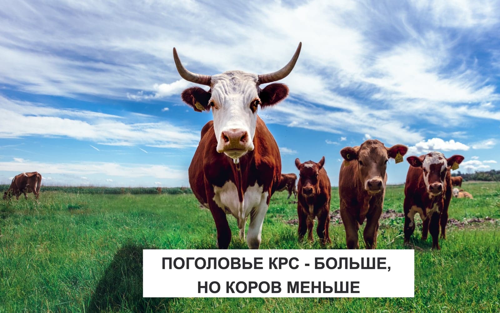 ПОГОЛОВЬЕ КРС - БОЛЬШЕ, НО КОРОВ МЕНЬШЕ