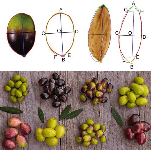 olive-varieties