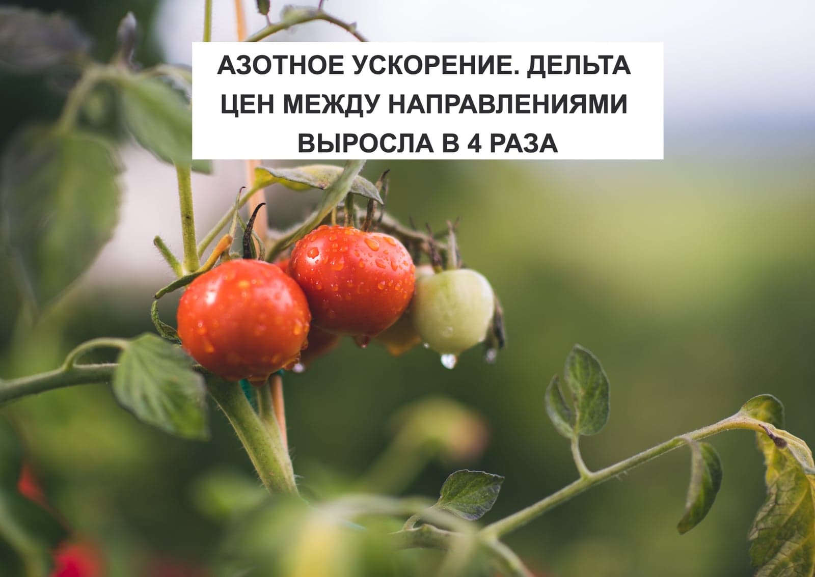 АЗОТНОЕ УСКОРЕНИЕ. ДЕЛЬТА ЦЕН МЕЖДУ НАПРАВЛЕНИЯМИ ВЫРОСЛА В 4 РАЗА
