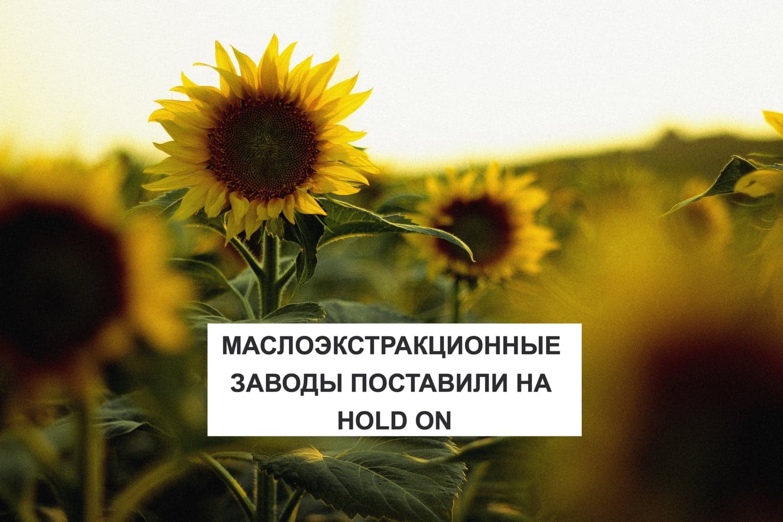 МАСЛОЭКСТРАКЦИОННЫЕ ЗАВОДЫ ПОСТАВИЛИ НА HOLD ON
