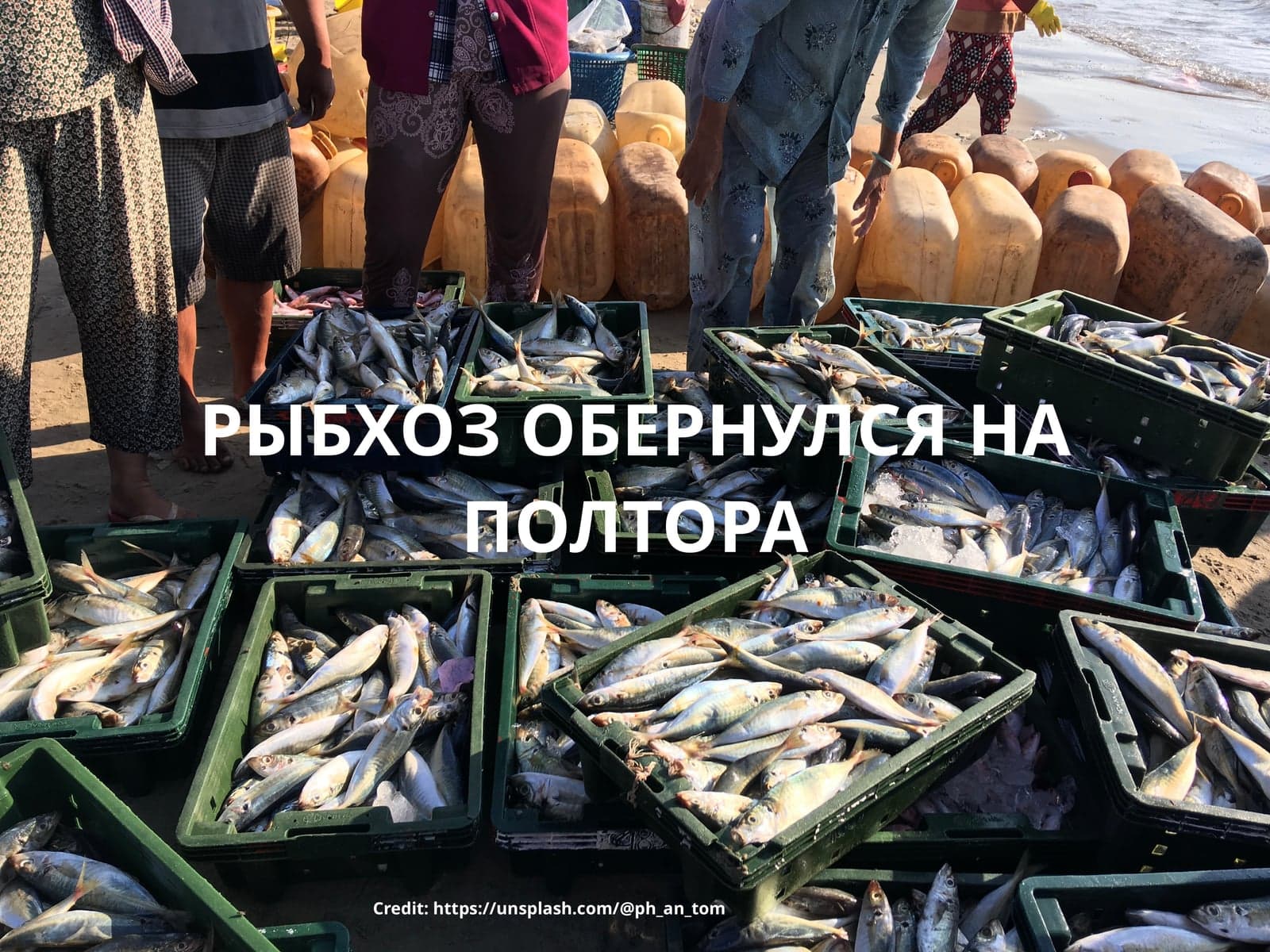 РЫБХОЗ ОБЕРНУЛСЯ НА ПОЛТОРА