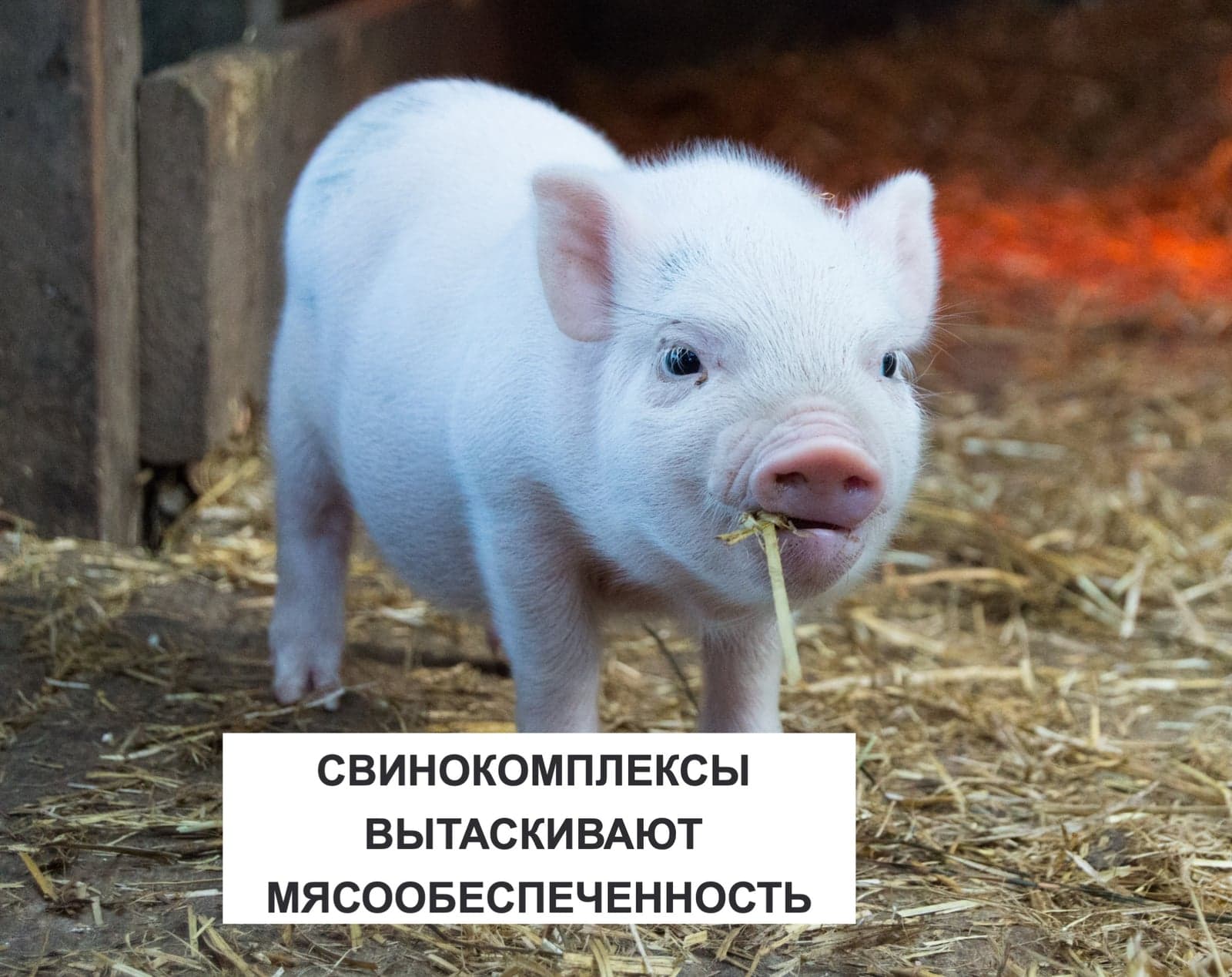 СВИНОКОМПЛЕКСЫ ВЫТАСКИВАЮТ МЯСООБЕСПЕЧЕННОСТЬ