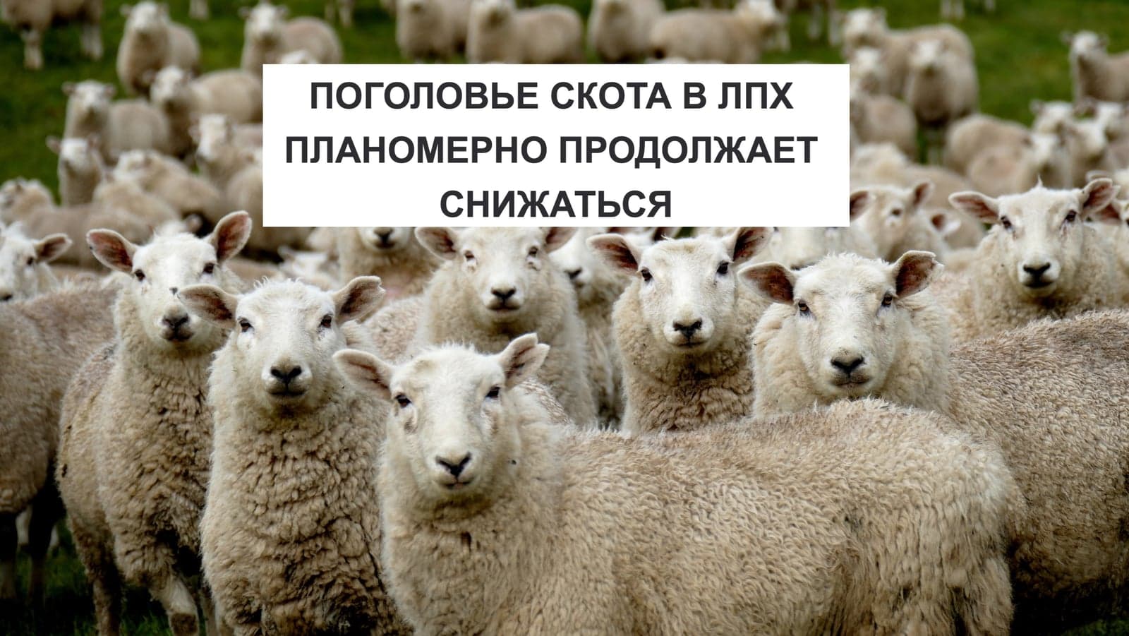 ПОГОЛОВЬЕ СКОТА В ЛПХ ПЛАНОМЕРНО ПРОДОЛЖАЕТ СНИЖАТЬСЯ