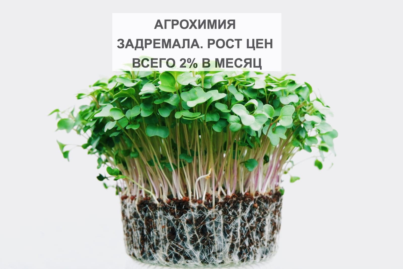 АГРОХИМИЯ ЗАДРЕМАЛА. РОСТ ЦЕН ВСЕГО 2% В МЕСЯЦ