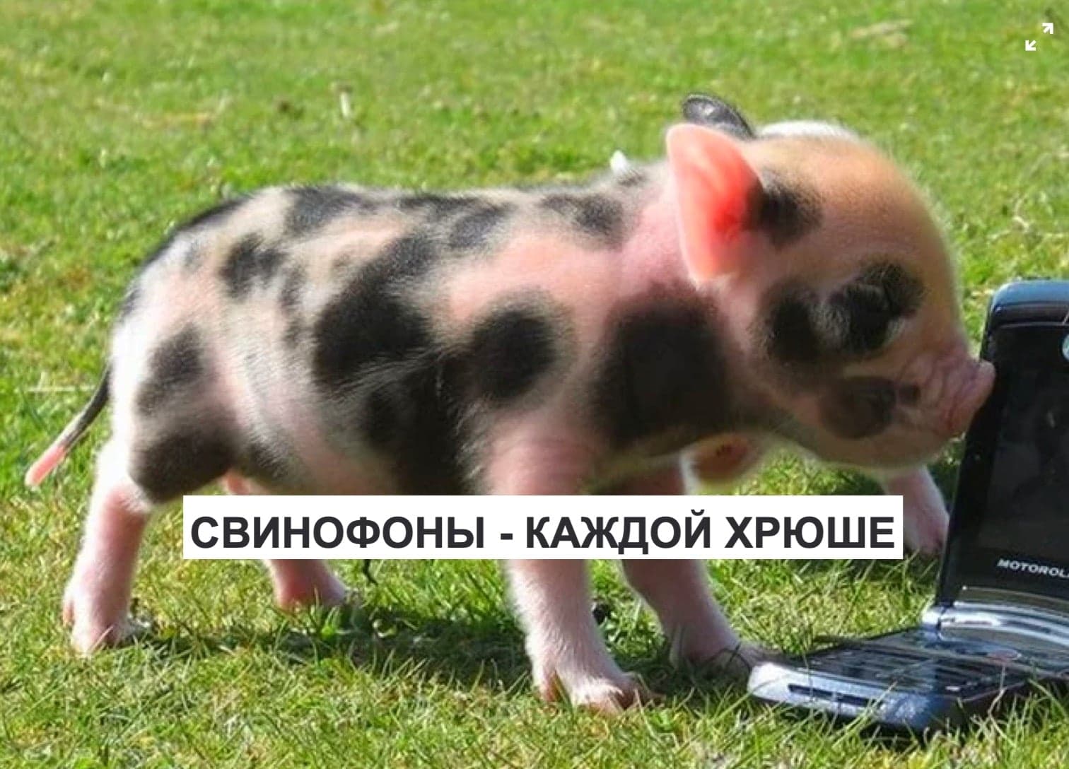 СВИНОФОНЫ - КАЖДОЙ ХРЮШЕ